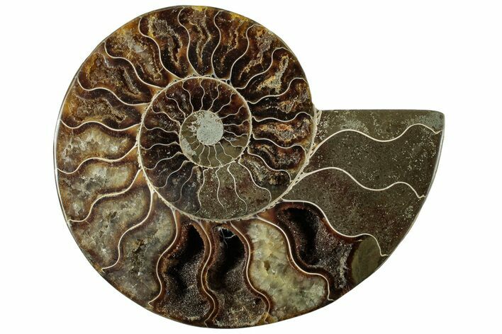 Cut & Polished Ammonite Fossil (Half) - Madagascar #310665